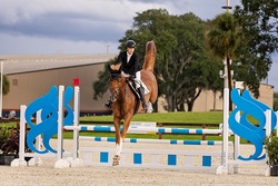 Gold Link German Warmblood Jumper photo 6