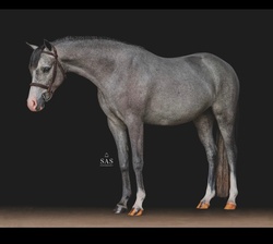 Hampton Blues Pixieland Welsh Cross Hunter photo 3