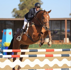 Take off Van’t Meulenhof Belgian Warmblood Equitation photo 8