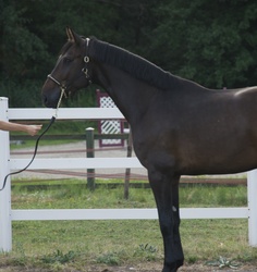 First Class Chopin Holsteiner Jumper photo 6