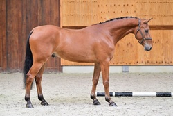 Cadillac Warmblood Jumper photo 3