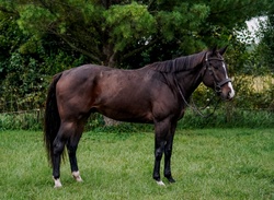 Oscar Appendix Hunter photo 8