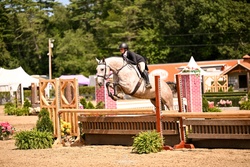 Can't Get Enough Z Zangersheide Hunter photo 1