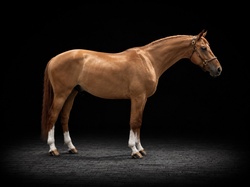 Neverland Dutch Warmblood Equitation photo 1