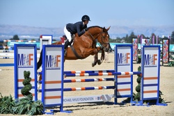 Take off Van’t Meulenhof Belgian Warmblood Equitation photo 5
