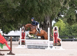 ORLANDO Dutch Warmblood Hunter photo 7