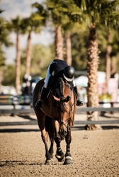 Lui Hanoverian Jumper photo 10