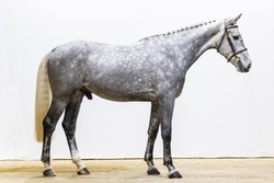 Rapido Dutch Warmblood Jumper photo 3