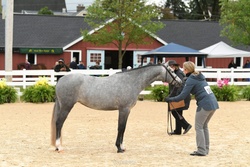 Hampton Blues Pixieland Welsh Cross Hunter photo 1