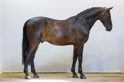 Four Seasons Other Breed Jumper photo 2