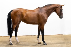 Mertine Dutch Warmblood Jumper photo 1