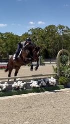 Tremendous Hanoverian Hunter photo 5