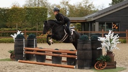 Tholveld Spirit Other Breed Hunter photo 4