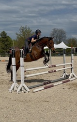 Quarter Sinclaire Hanoverian Jumper photo 2