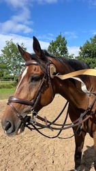 Innovate HBF Dutch Warmblood Jumper photo 3