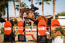 Lui Hanoverian Jumper photo 7