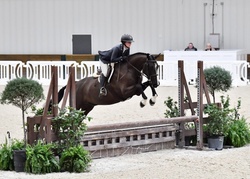 CMS Inked Warmblood Hunter photo 2