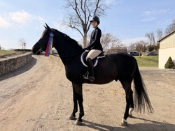 For Austria Holsteiner Equitation photo 3