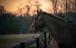 Castillo NRF Holsteiner Jumper photo 4