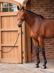 Grandurano Z Zangersheide Hunter photo 1