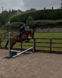 Galaktika German Warmblood Equitation photo 4