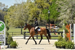 Bellirina Oldenburg Jumper photo 2