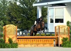 Crush Swedish Warmblood Hunter photo 1