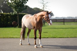 Ziggy Other Breed Hunter photo 4
