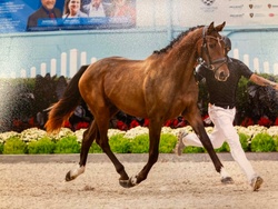 Novella Oldenburg Hunter photo 2
