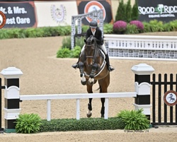 Nithard VW Belgian Warmblood Equitation photo 3