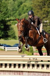 Comturo HPF II Holsteiner Equitation photo 1