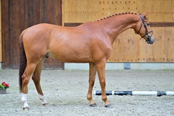 Last Samurai W&W Warmblood Jumper photo 2