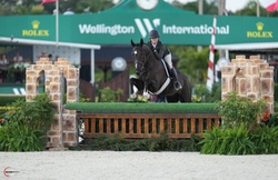Paragon Hanoverian Hunter photo 1