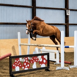 Casino CLS Warmblood Hunter photo 6