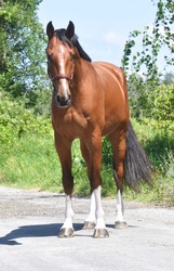 Captain Cody Z Zangersheide Hunter photo 2