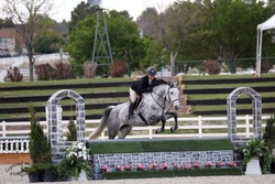 Chasing Indigo "Indy" Belgian Warmblood Hunter photo 7
