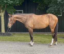 Vintage Warmblood Hunter photo 4