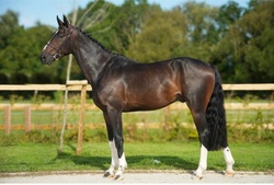 Arlo Belgian Warmblood Hunter photo 1