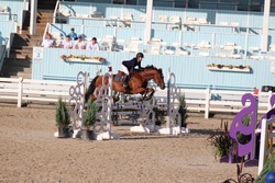 Zeven Blue Warmblood Jumper photo 3