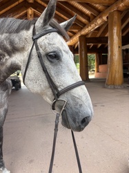 LaRock RC Holsteiner Equitation photo 2