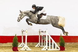 Rapido Dutch Warmblood Jumper photo 6