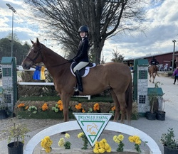 Sir Pepper German Warmblood Hunter photo 2