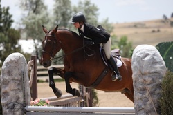 Chatel de Mazin Warmblood Equitation photo 5