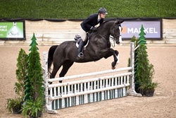 Quandersang Warmblood Equitation photo 3