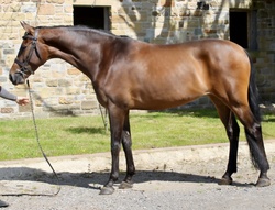 One Wish Warmblood Hunter photo 3