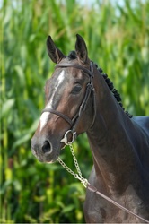 Arlo Belgian Warmblood Hunter photo 2