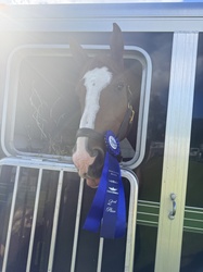 Sunny Belgian Warmblood Jumper photo 4