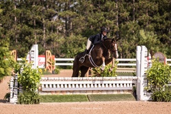 QUANTICO Hanoverian Hunter photo 3