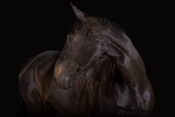 Jakira R Dutch Warmblood Jumper photo 1