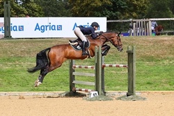 Innovate HBF Dutch Warmblood Jumper photo 5
